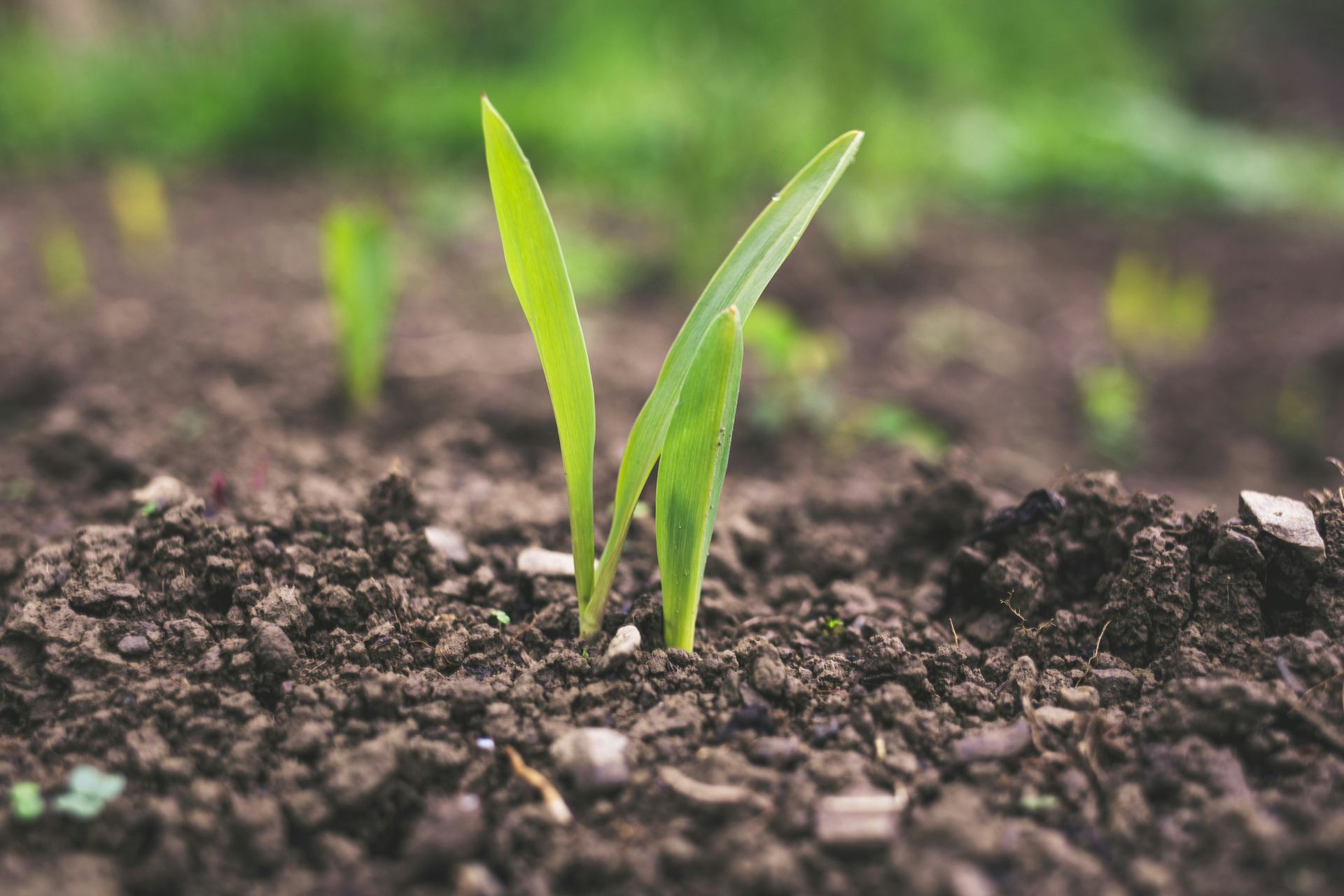 A young seedling breaking through soil