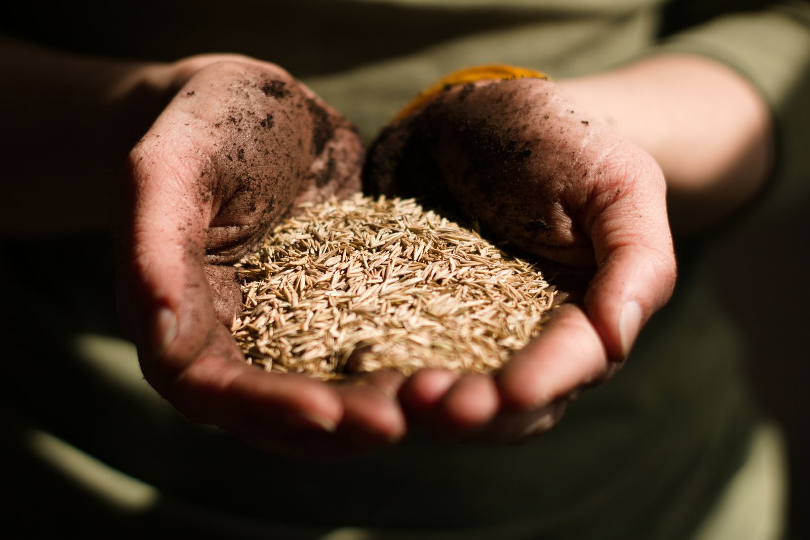 Hands holding a harvest of grain