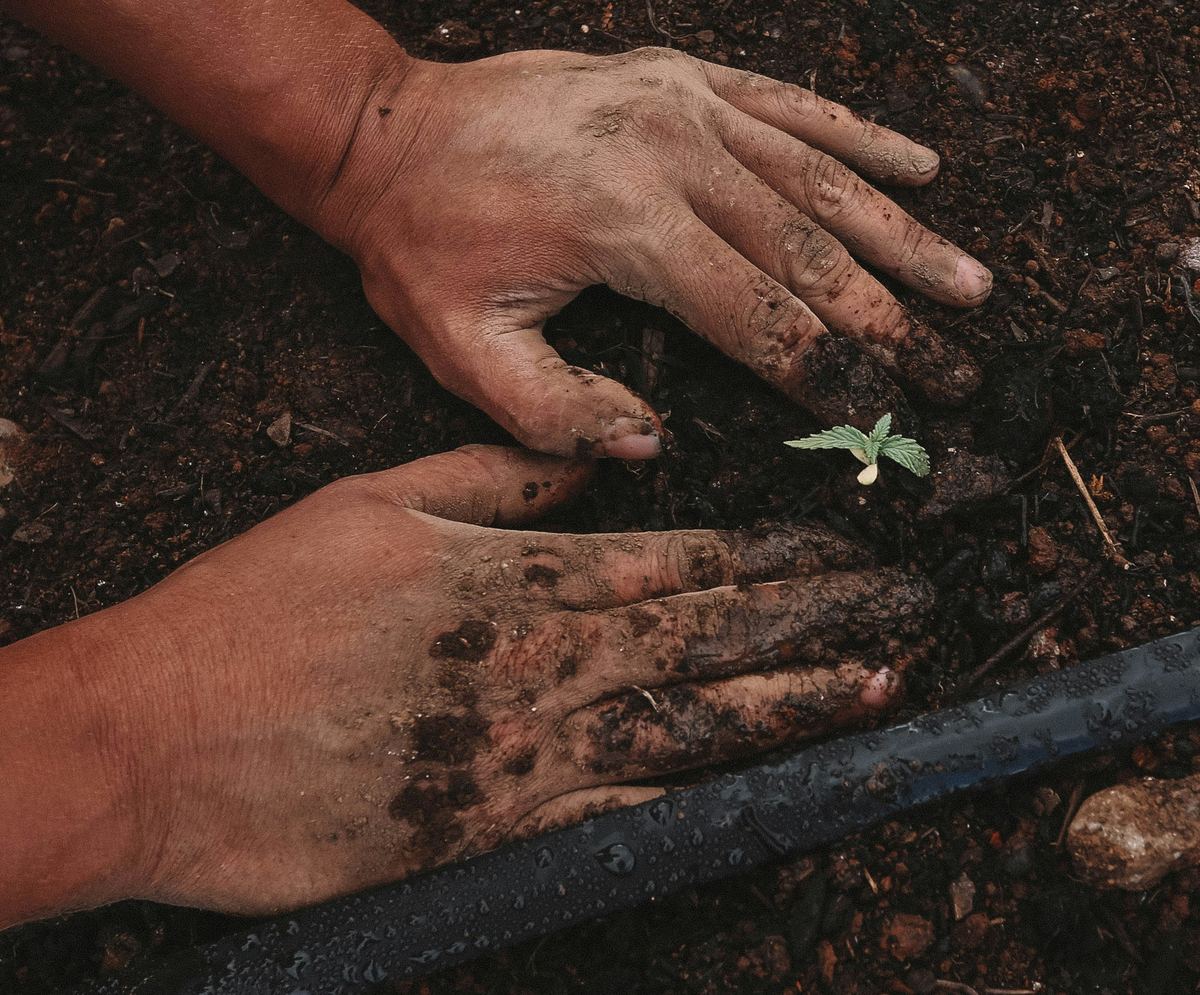 Hands planting a seedling in soil